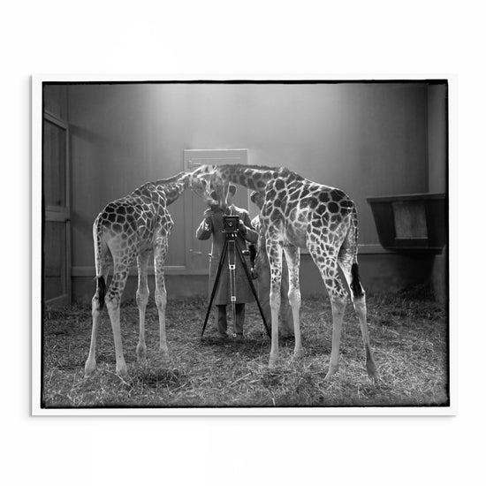 926 black and white photo showing two giraffes with their heads touching, taken from behind at a zoo, capturing a moment of natural connection.