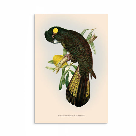 Vintage Yellow-Tailed Black Cockatoo Print from curat'd walls