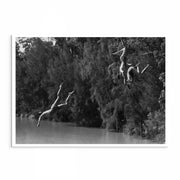 Three Black and white photo prints of divers performing a display at Lane Cove National Park, Sydney, 1950s