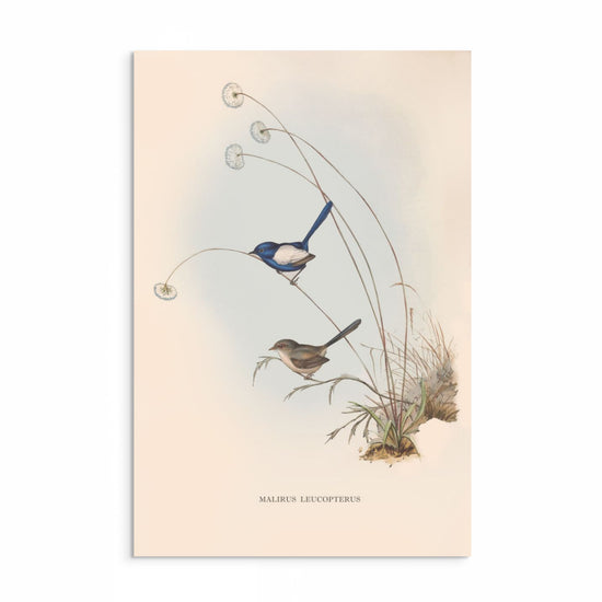 Vintage Fairy Wren Birds Art Print - Captivating artwork featuring charming fairy wrens in a vintage-inspired backdrop, showcasing intricate details and enchanting beauty, perfect for adding charm to any decor.
