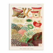 Vintage Great Barrier Reef Collection: Set of 6 Gallery Wall Prints - Stunning Marine Art from Curat'd Walls