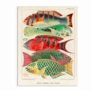Vintage Great Barrier Reef Collection: Set of 6 Gallery Wall Prints - Stunning Marine Art from Curat'd Walls