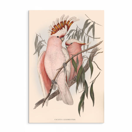Pink Cockatoo Perfection: Vintage Art Print - Ideal Decor for Chic Spaces from Curat'd Walls, Featuring Exquisite Avian Illustration in Soft Pink Tones